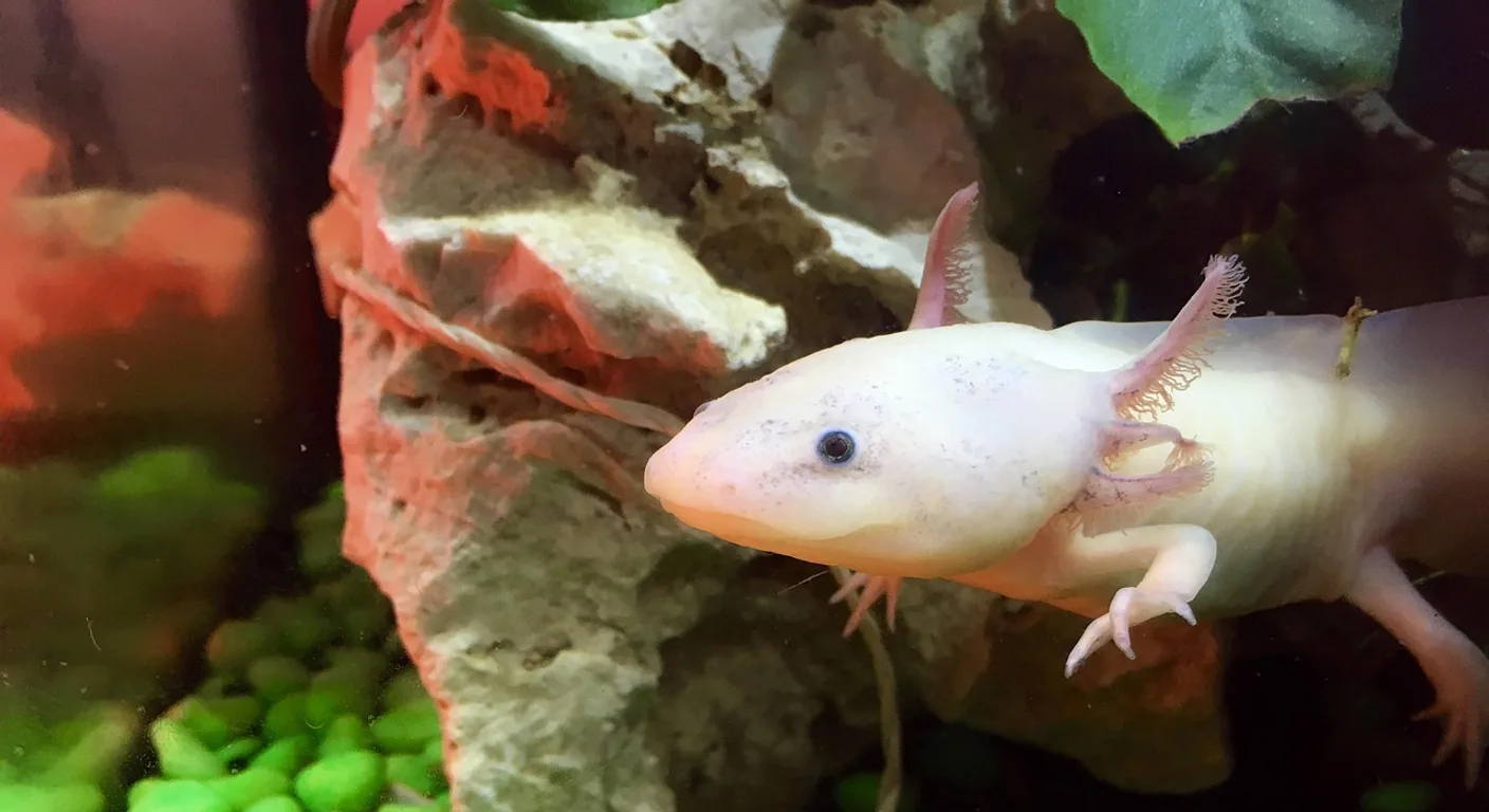 Aksolotl, zdjęcie ilustracyjne