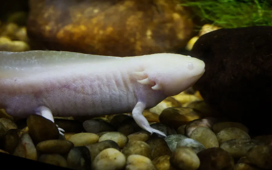 Albinotyczny aksolotl w akwarium