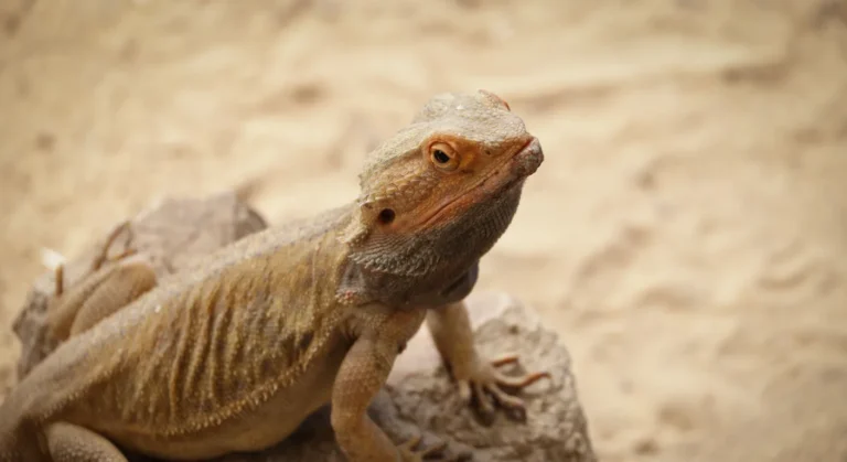 Agama brodata, zdjęcie ilustracyjne
