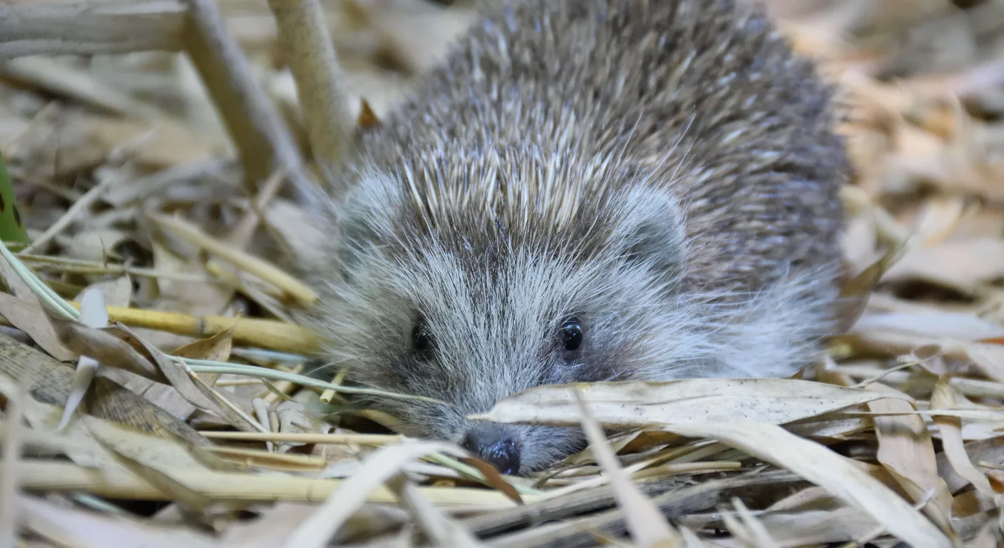 Jeż, zdjęcie ilustracyjne