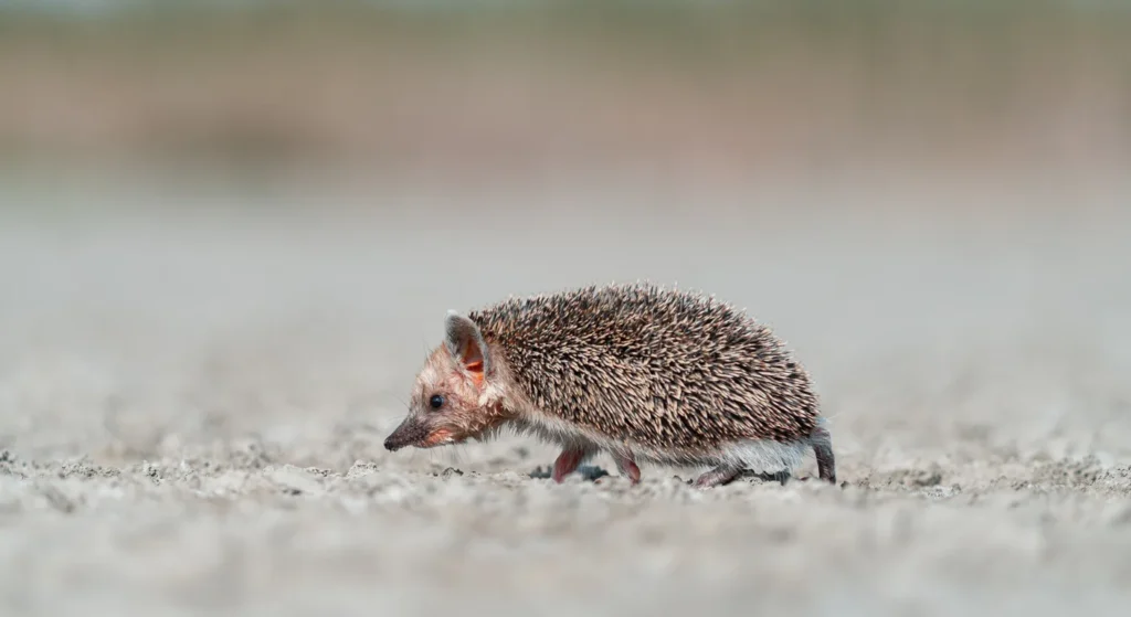 Jeż pigmejski: wady i zalety przed zakupem