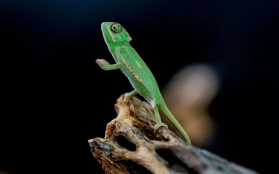 Zielony kameleon jemeński na gałęzi