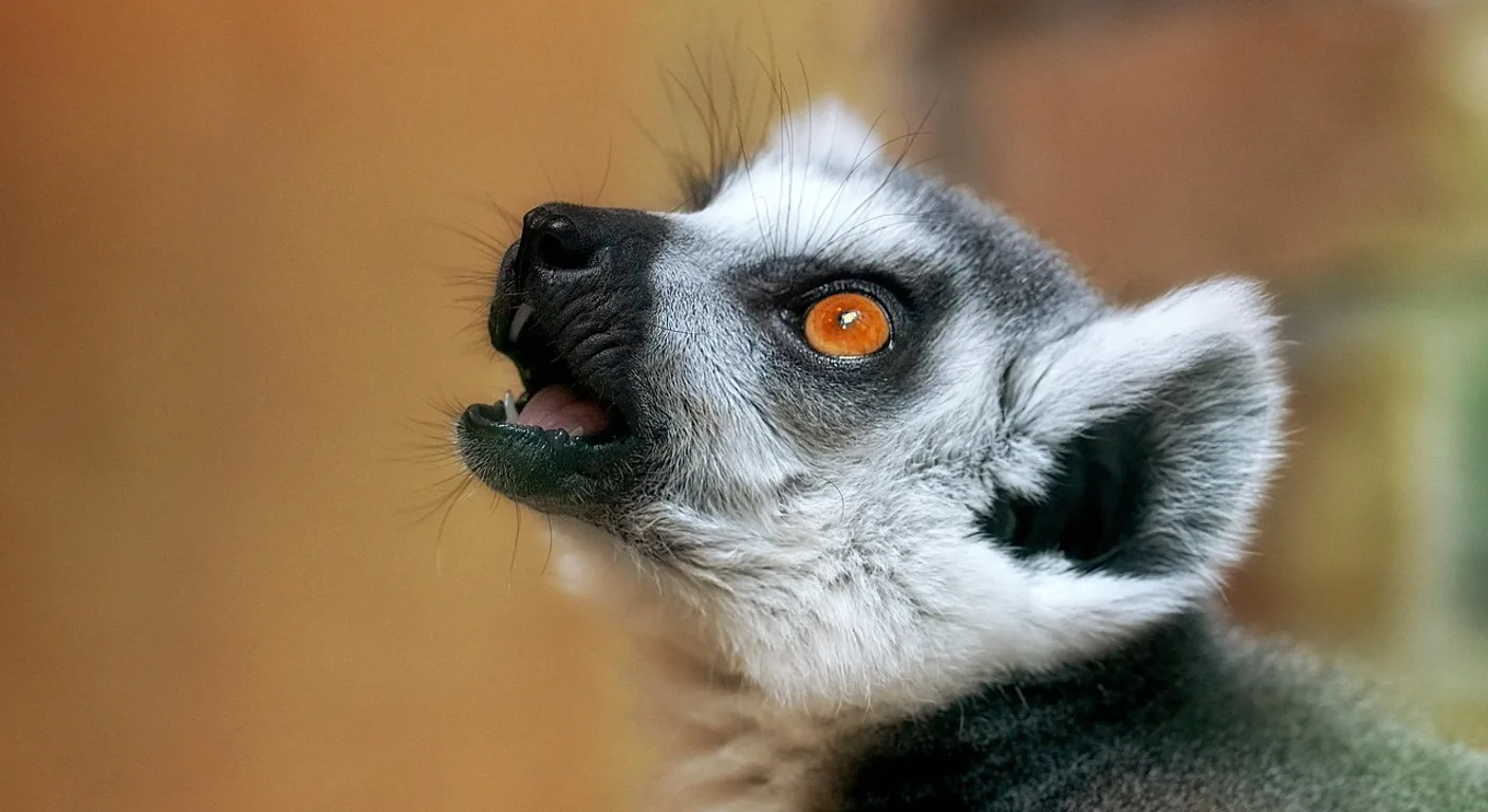 Lemur, zdjęcie ilustracyjne