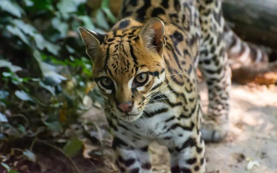 Ocelot skradający się w lesie