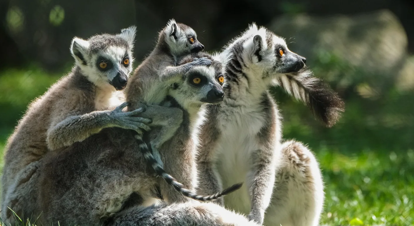 Lemur, zdjęcie ilustracyjne