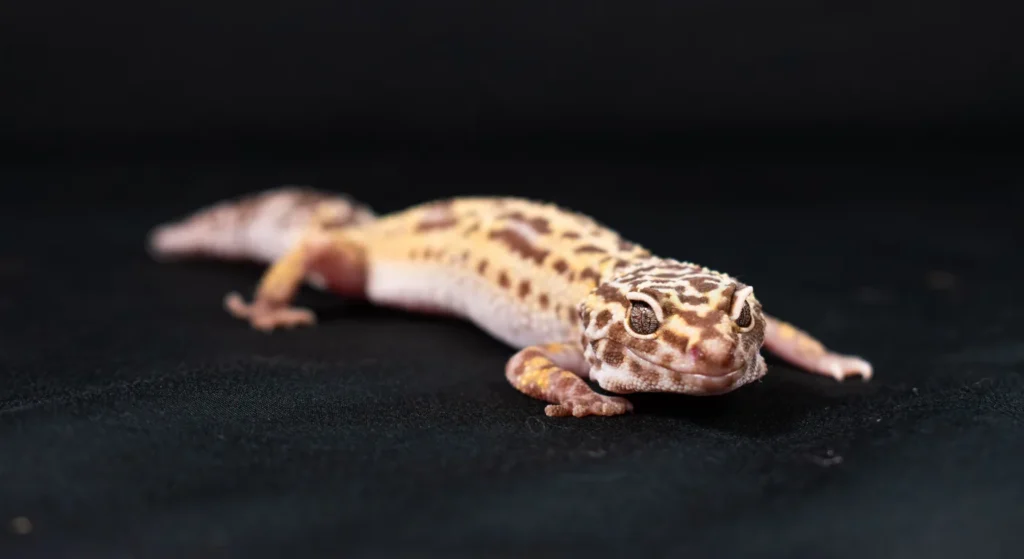 Terrarium dla gekona lamparciego: wymiary i wyposażenie