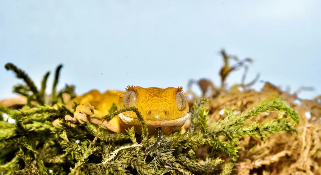 Terrarium dla gekona orzęsionego: wymiary i wilgotność
